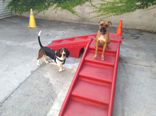 Dogs outside at the daycare