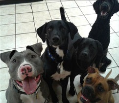 A picture of our dogs at the daycare